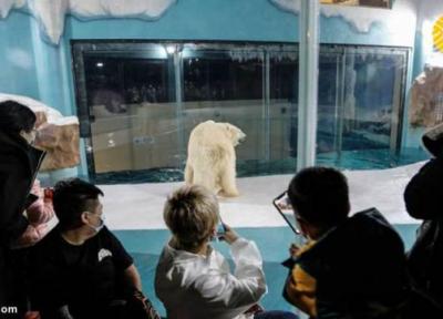 (تصاویر) در این هتل با خرس های قطبی زندگی کنید!